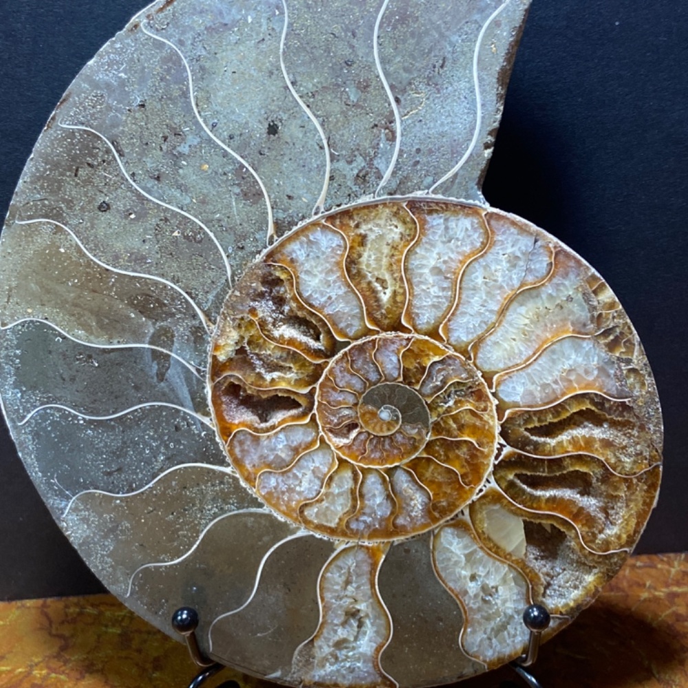 Ammonite fossil slice 577 g = 1.29 lbs 7"x6"  natural fossil healing - Picture 7 of 7
